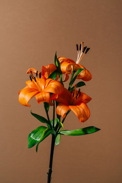 lilies