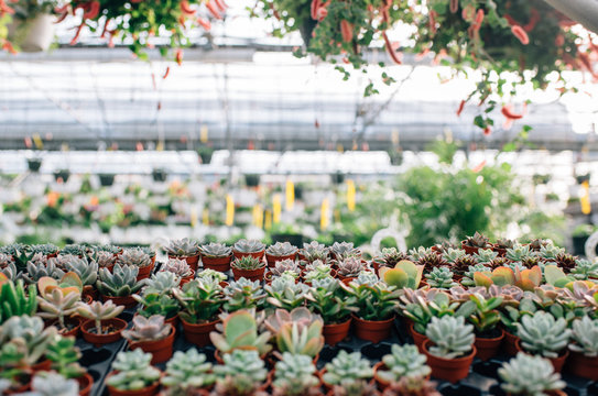 Succulents at the Nursery