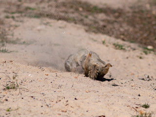 European ground squirrel in the fight