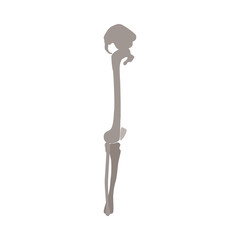 Bones of human leg vector flat illustration isolated on white background.