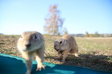 European ground squirrel