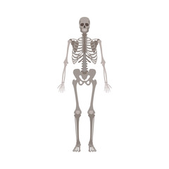 Human skeleton front view flat vector illustration isolated on a white background.