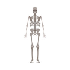 Human skeleton front view flat vector illustration isolated on a white background.