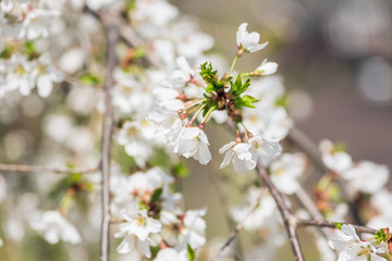 White cherry blossom flowers in the Spring