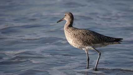 Shorebird at the beach