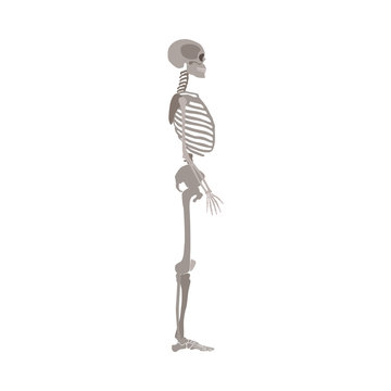 Human skeleton profile view vector illustration isolated on a white background.