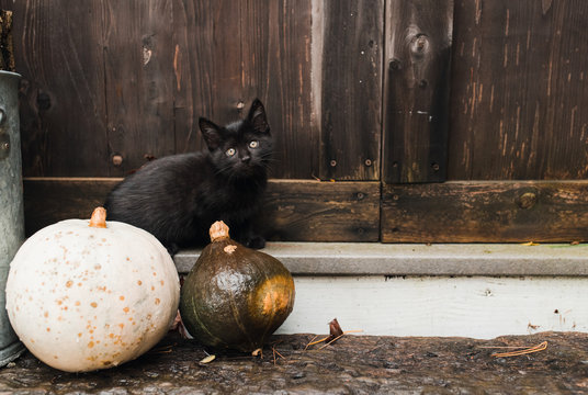 Halloween kitty