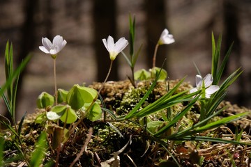 Szczawik zajęczy Oxalis acetosella © Iwona