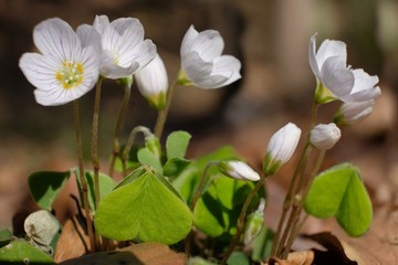Szczawik zajęczy Oxalis acetosella © Iwona