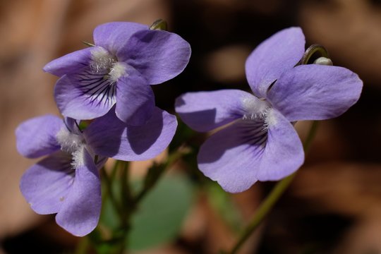 Fiołek wonny Viola odorata