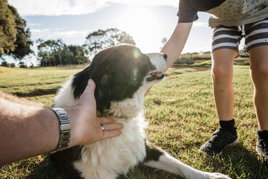 Patting a family pet border collie sheep dog