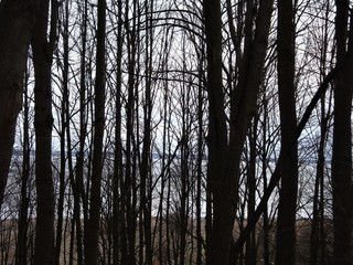 Obraz premium dark grove is by the lake - lake is behind the trees