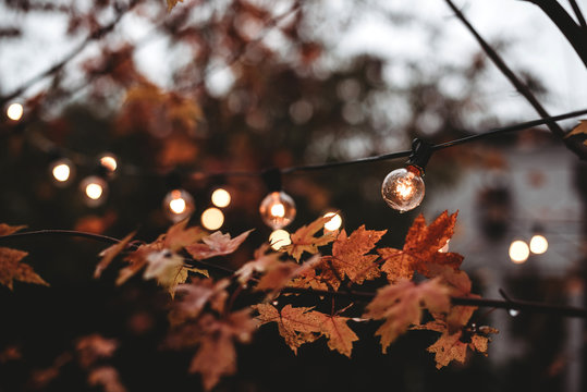 Fall leaves