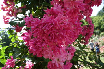 Pink Flowers
