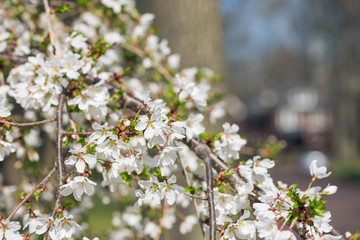 White cherry blossom flowers in the Spring