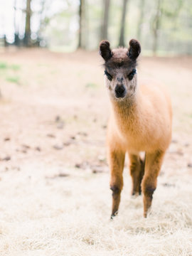 Brown baby llama looking at camera