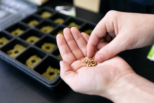 Gardening: Girl Ready To Plant Coriander Seeds