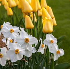 Obraz premium Spring blooms