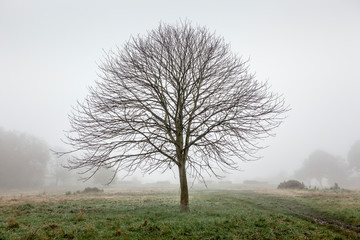 A lone tree in an empty park