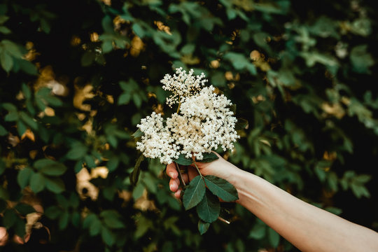 Elderflower