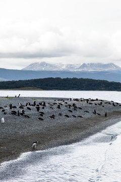 Martillo Island Magellanic Penguins