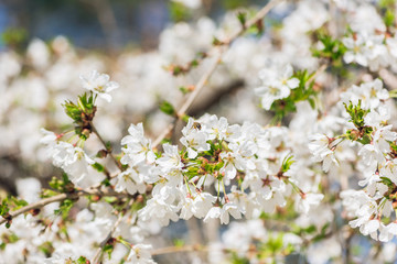 White cherry blossom flowers in the Spring