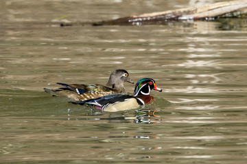 Wood duck couple in the water.