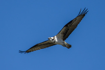 Osprey flying up in the sky.