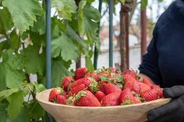 Persona con fresas ecol&oacute;gicas, reci&eacute;n cosechadas