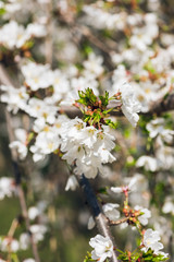 White cherry blossom flowers in the Spring