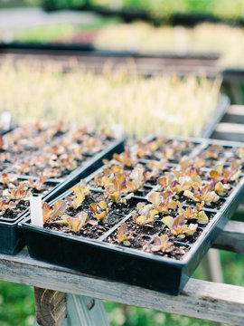 Small seedlings of kale growing in containers