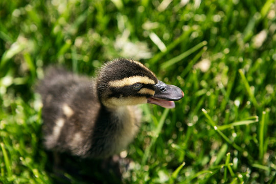 Duckling In The Grass