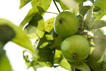 Green apple hanging on a green tree