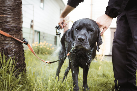 Backyard Dog Grooming
