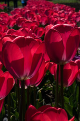 Pink tulips field in Ukraine