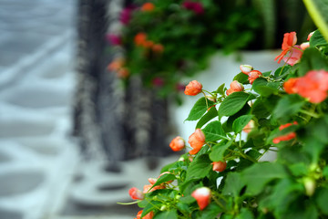 Orange begonia on a blurred background in a street of Parikia