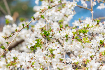 White cherry blossom flowers in the Spring