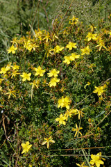 St. John's Wort (Hypericum perforatum)