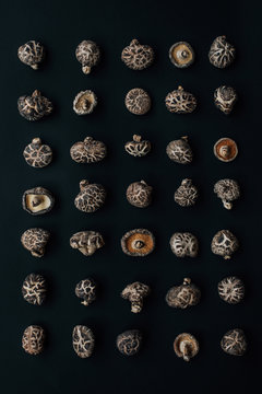Mushroom Harvest