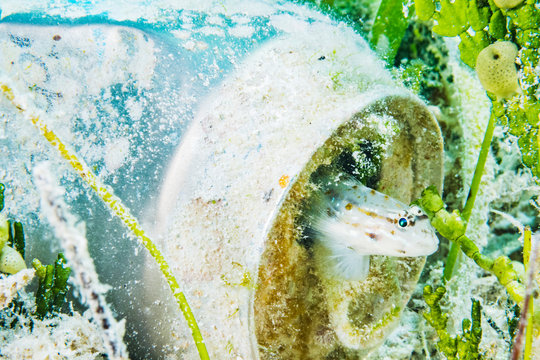 Fish Hides in Soda Can