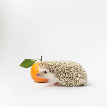 Hedgehog and satsuma orange