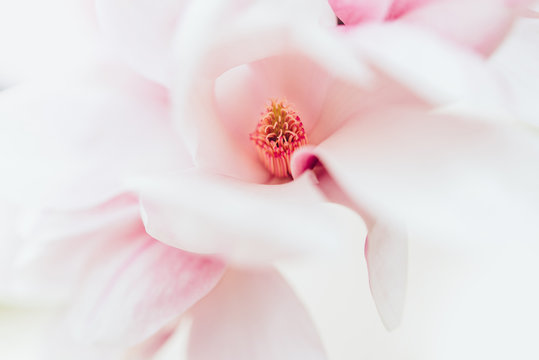 Inside of a magnolia blossom