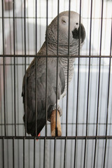 The grey parrot or African grey parrot Psittacus erithacus