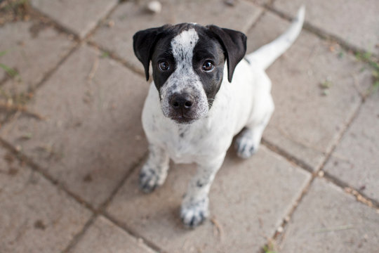 Portrait of a dog