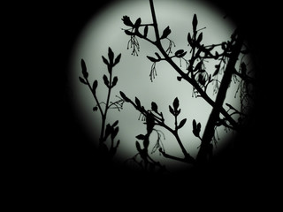 a full moon in the starry night sky