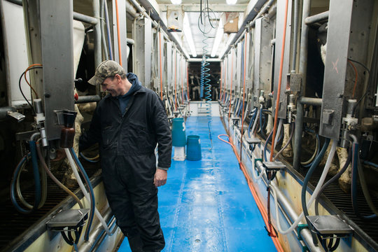 Dairy farm checking machinery in milking area