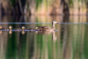 Cute duck family. Nature background. Bird: Mallard. Anas platyrhynchos