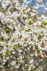 White cherry blossom flowers in the Spring