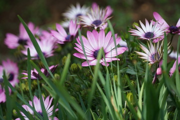 pink flower