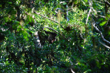 A spider monkey sitting in the jungle trees in Guatemala